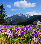 kalendarz biurkowyTatry kwiecie